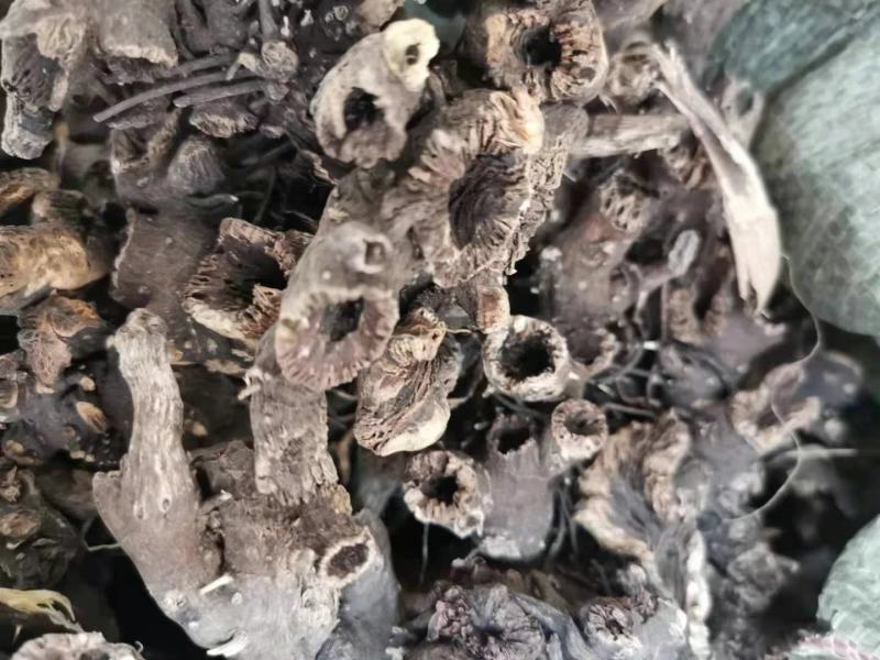 内蒙古火燎升麻干度嘎嘎的收拾的干净