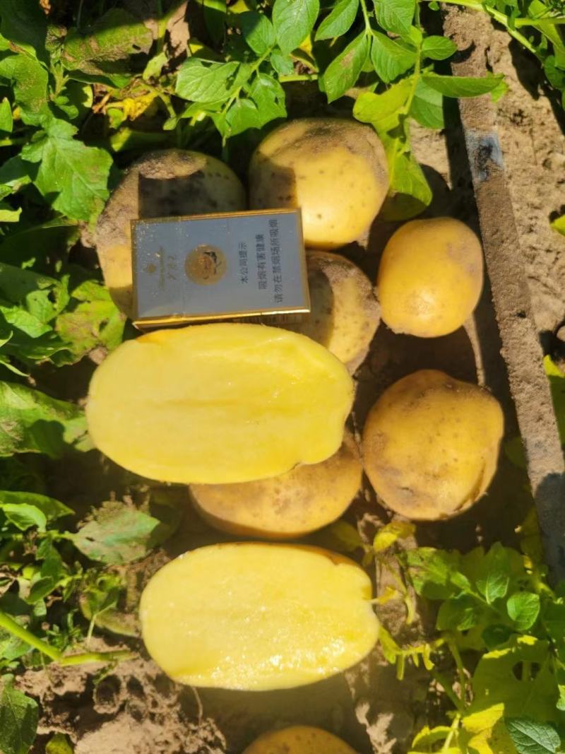 精品黄心土豆等各种品种，可视频看货商超品质欢迎咨询