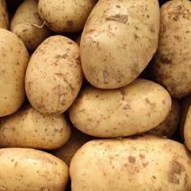 精品黄心土豆等各种品种，可视频商超品质欢迎咨询