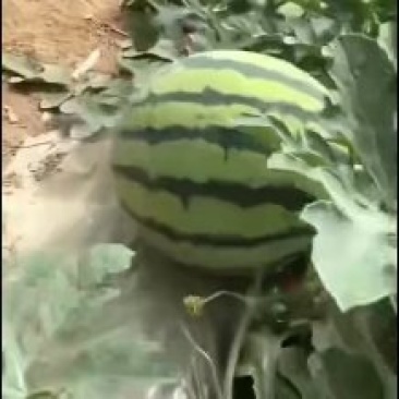 基地美都，8424.无籽西瓜马上上市需要的联系我