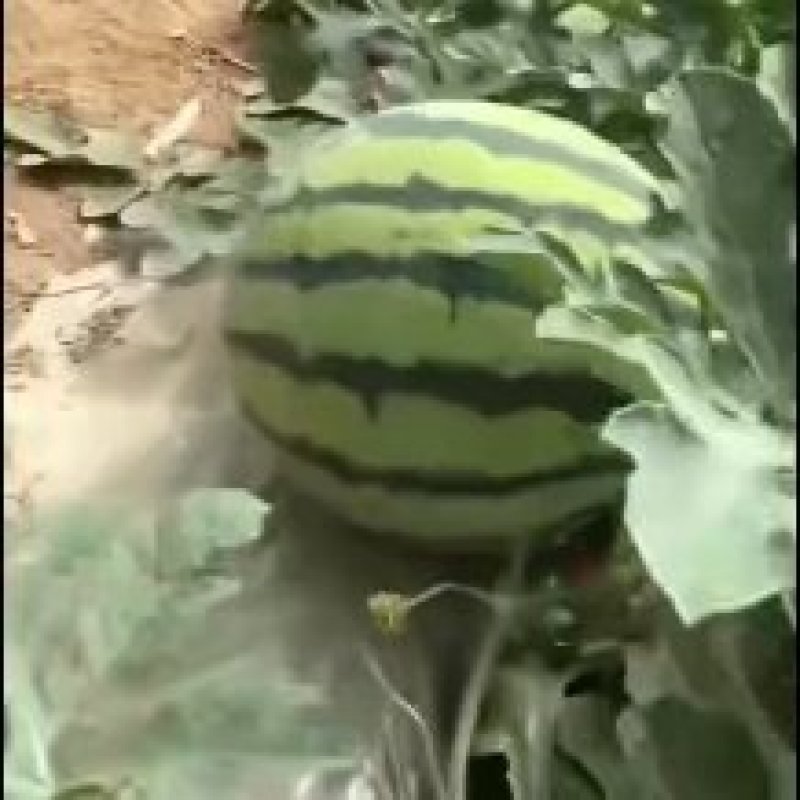 基地美都，8424.无籽西瓜马上上市需要的联系我