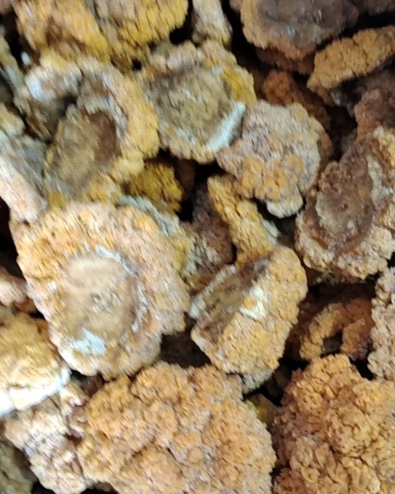 金耳菌干品
