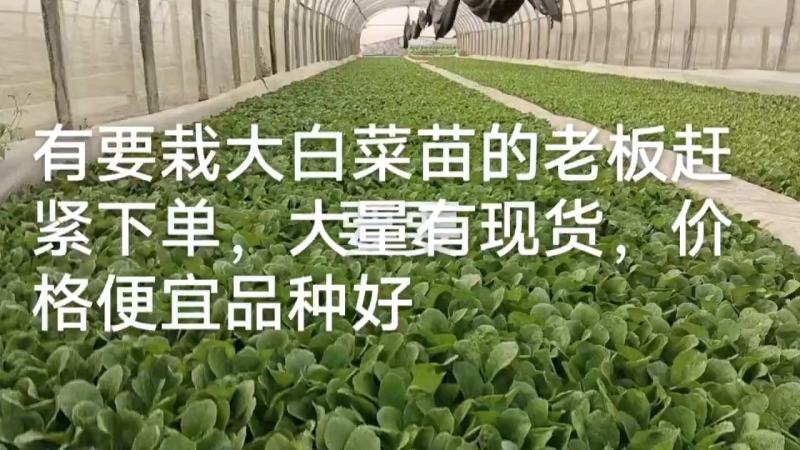 白菜苗抗大根病，大白菜苗，大量可以栽了货源充足欢迎咨询