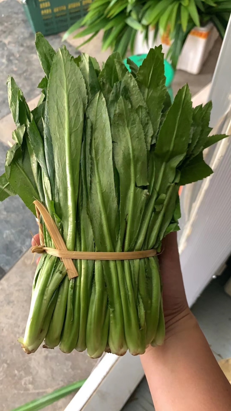 云南大香菜大芫荽泰国配料大芫茜刺芹芫西泰国冬阴功材料