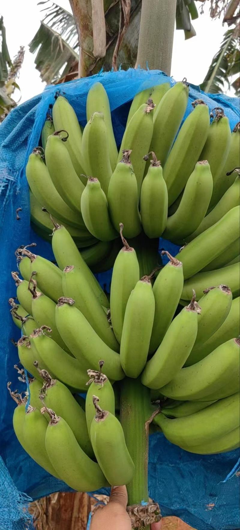【广东香蕉】香蕉大量供应对接各大市场电商商超