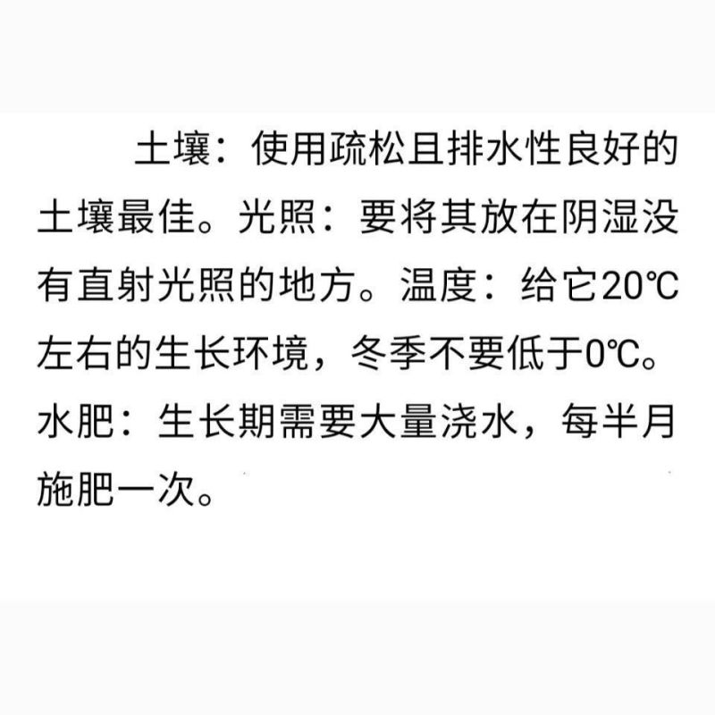 九死还魂草九死还魂草卷柏不死草还阳草可盆栽遇水活