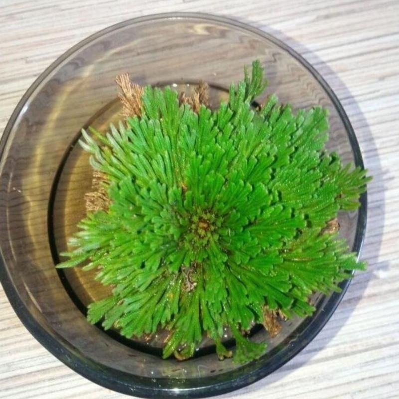 九死还魂草九死还魂草卷柏不死草还阳草可盆栽遇水活