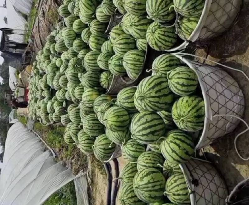 夏邑美都西瓜