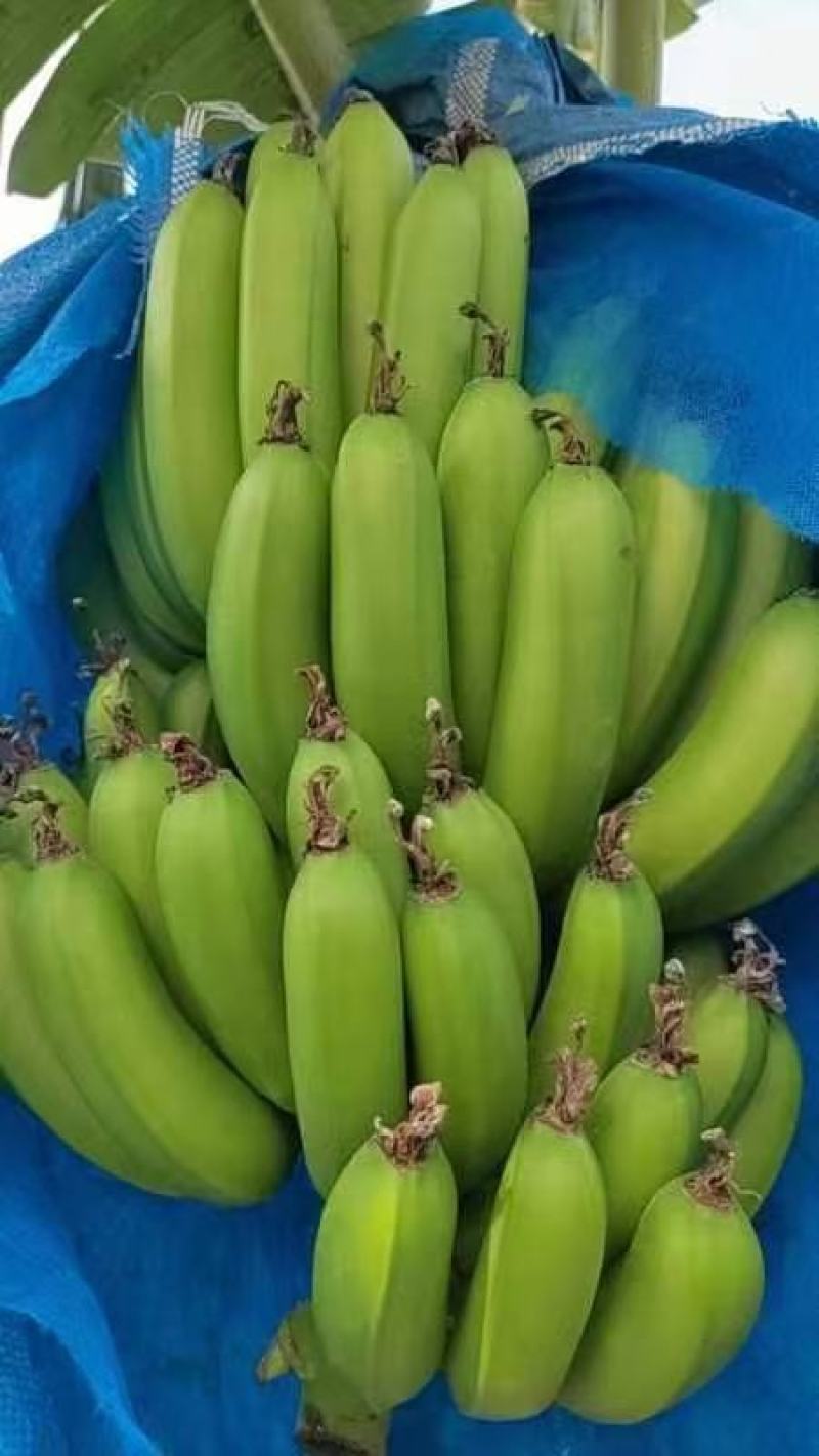 香蕉广东香蕉产地直发可视频看货品质保证欢迎咨询