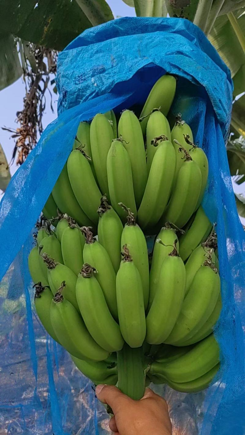 香蕉广东香蕉产地直发可视频看货品质保证欢迎咨询