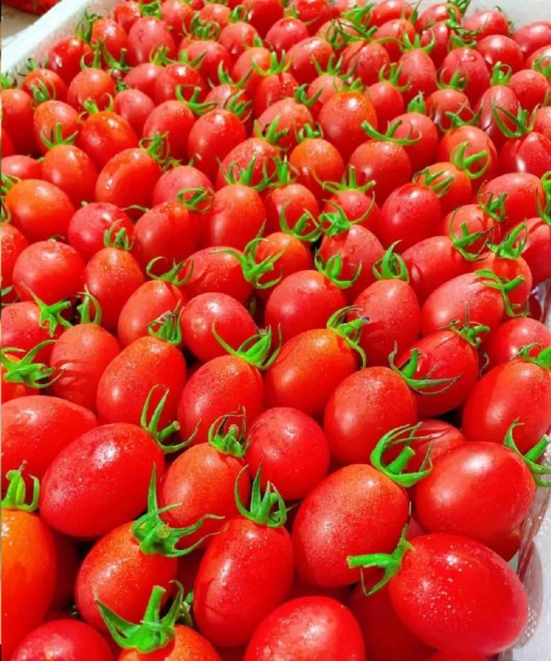 樱桃番茄小西红柿新鲜采摘产地直供超市电商