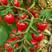 樱桃番茄小西红柿新鲜采摘产地直供超市电商