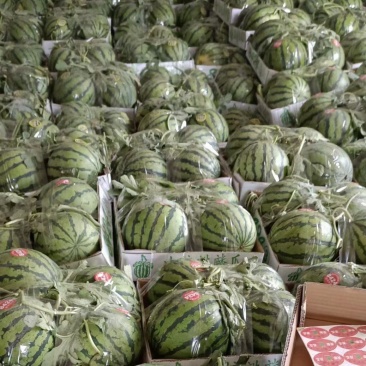 夏邑美都西瓜