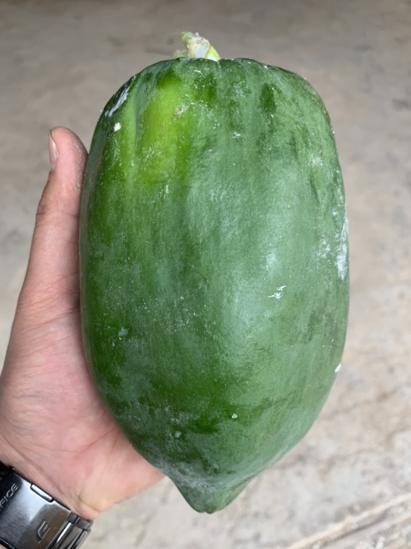 甜脆青木瓜凉拌沙拉用东南亚菜傣味菜泰国长木瓜圆木瓜