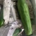 甜脆青木瓜凉拌沙拉用东南亚菜傣味菜泰国长木瓜圆木瓜