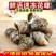 新鲜大花螺花螺鲜活冷冻新鲜东风螺海螺海猪螺海鲜水产好欢螺
