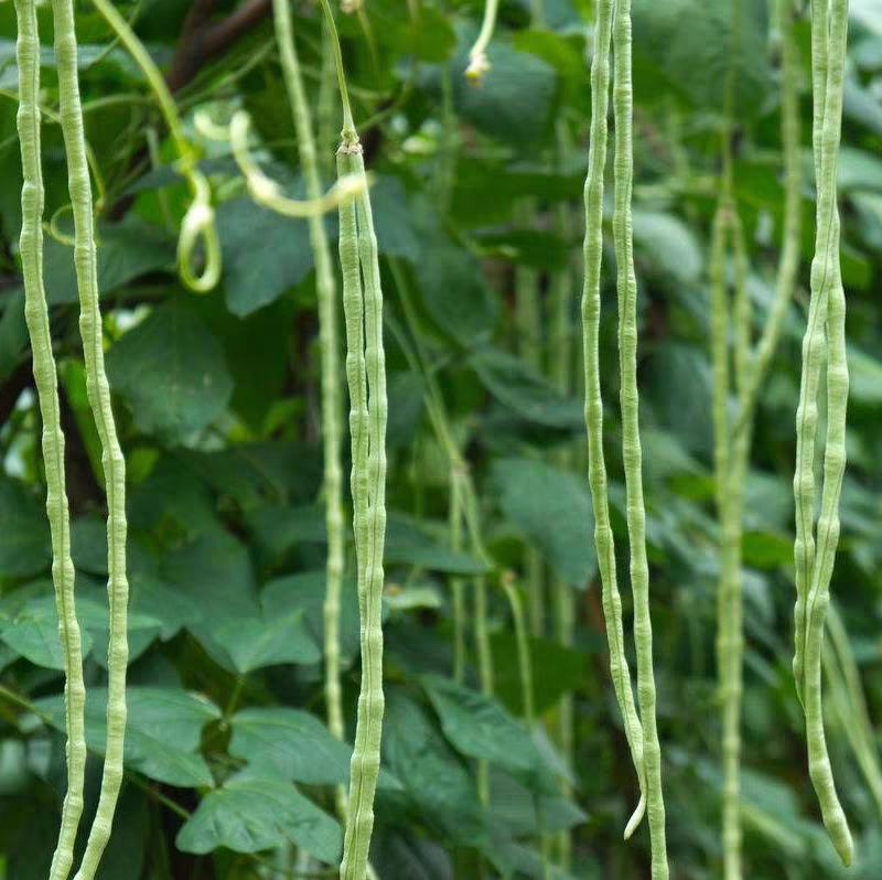 长豆角煎制过程图