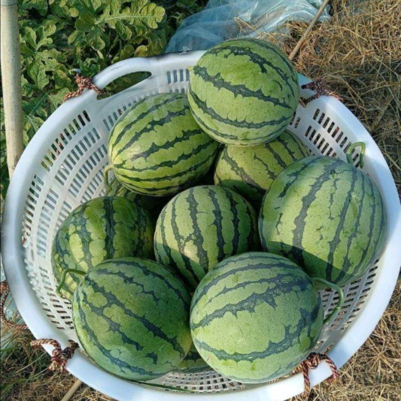 【西瓜】美都西瓜8424麒麟西瓜品质优良甘甜爽口大量供应