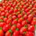樱桃小番茄小西红柿新鲜采摘产地直供超市电商