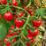 樱桃小番茄小西红柿新鲜采摘产地直供超市电商