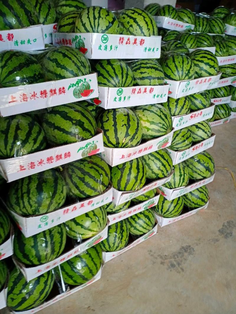 【西瓜】美都西瓜8424麒麟西瓜品质优良甘甜爽口大量供应