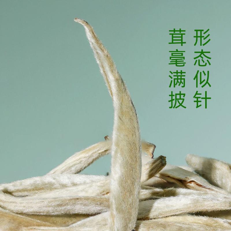 正宗广西横县茉莉银针单芽月光白散茶2023年新茶