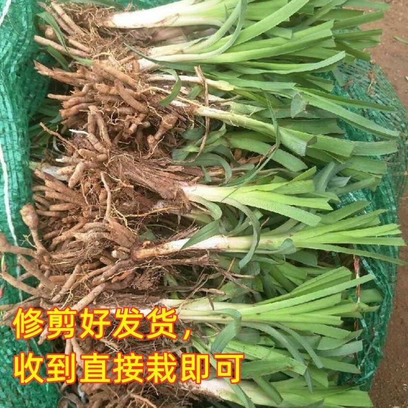 黄花菜种苗金针菜种苗