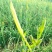 黄花菜种苗金针菜种苗