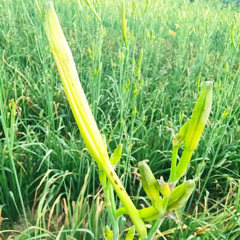 黄花菜种苗金针菜种苗