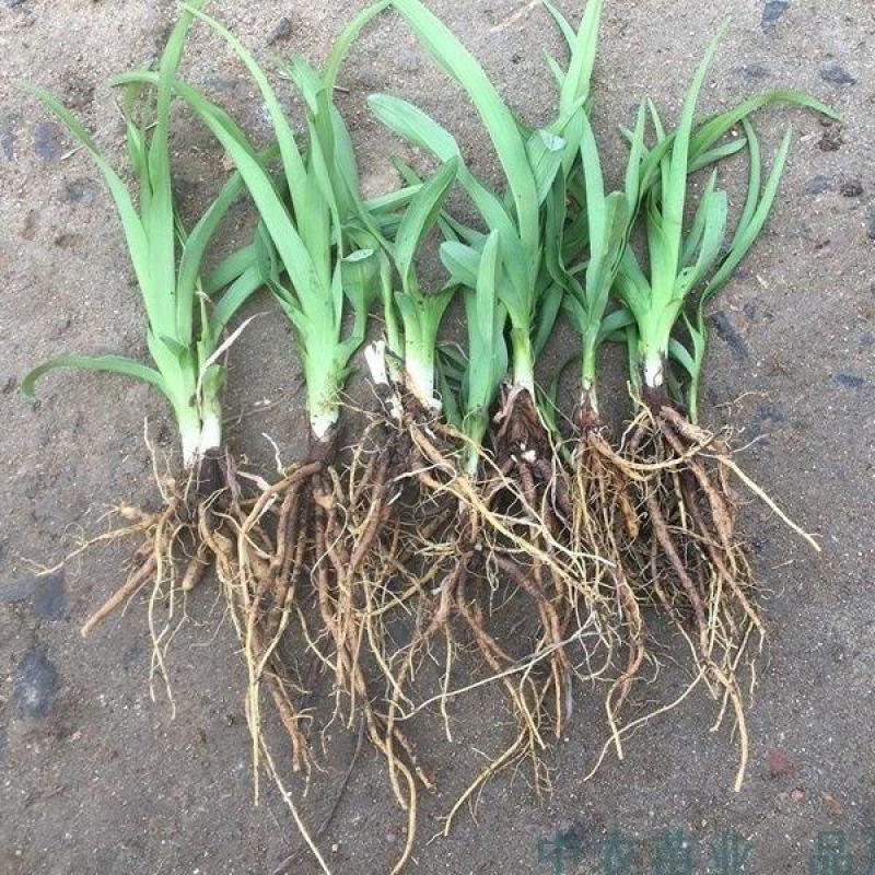 黄花菜种苗金针菜种苗