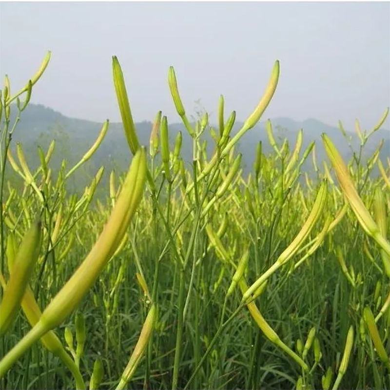黄花菜种苗金针菜种苗