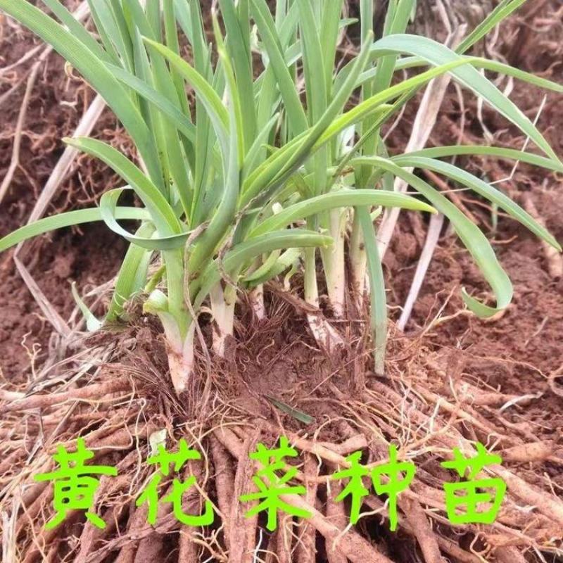 黄花菜种苗金针菜种苗