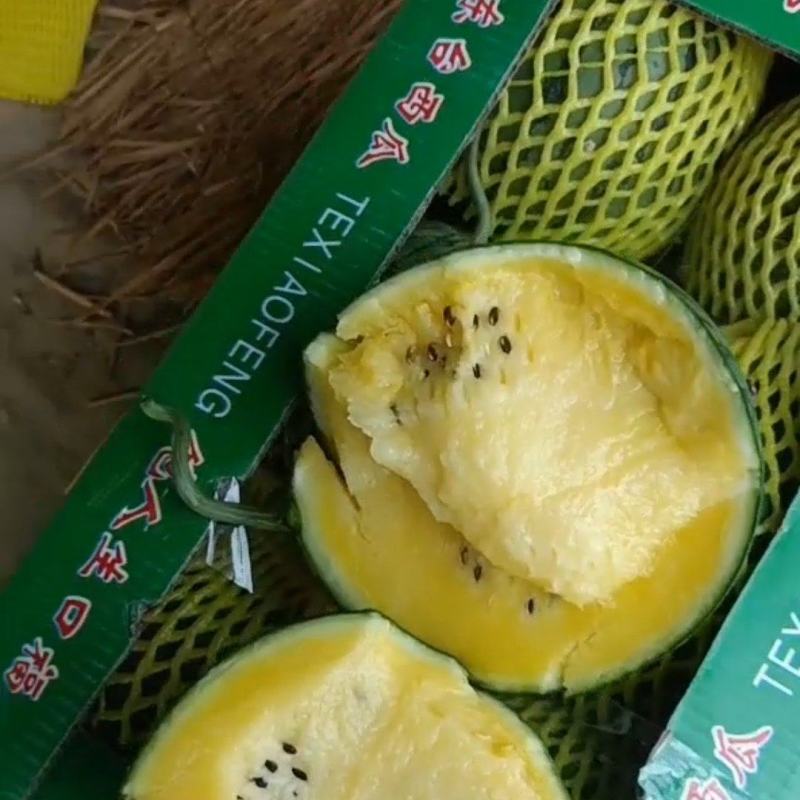 江苏西瓜头茬特小凤西瓜大量上市全国供应