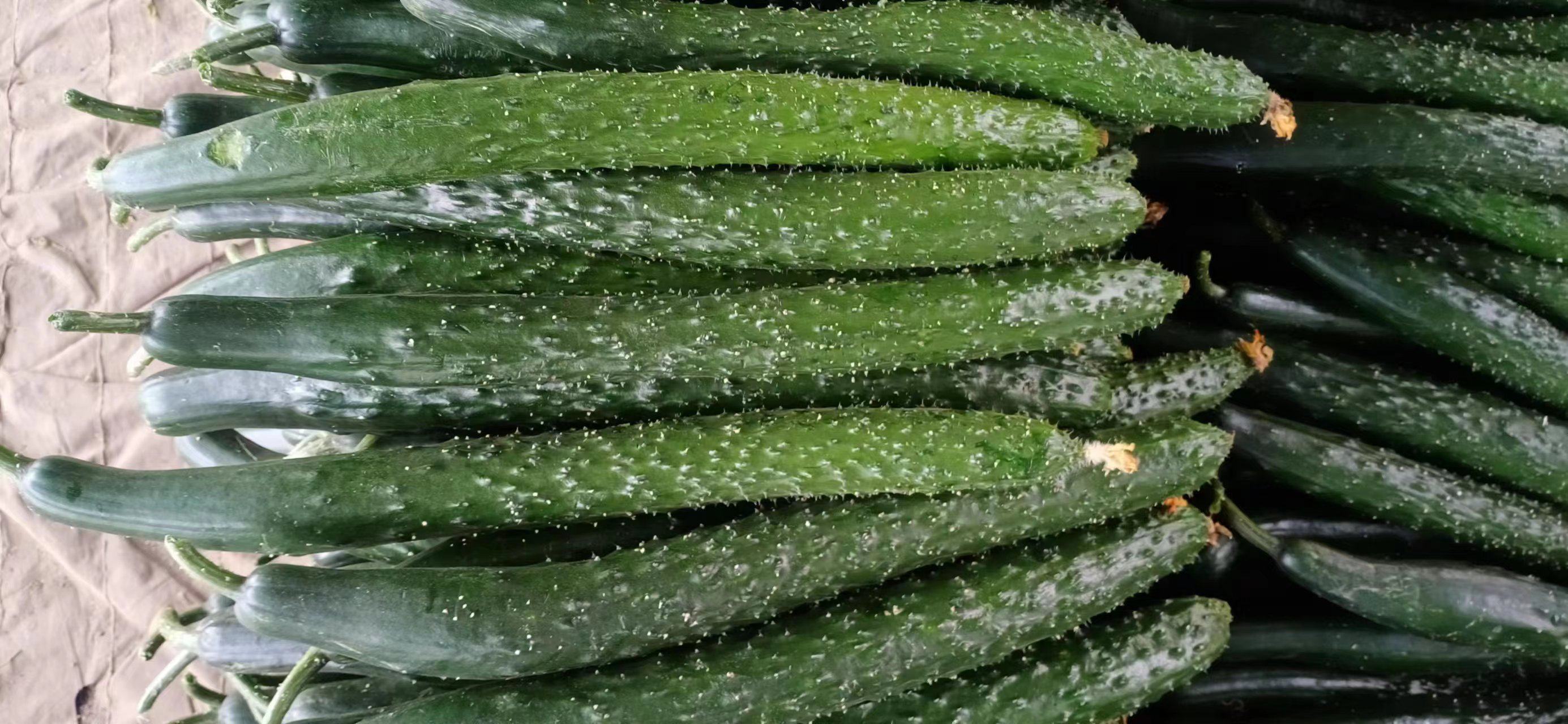 一张清晰展示旱黄瓜外观的特写图片,显示其表面带刺、颜色翠绿 旱黄瓜特写