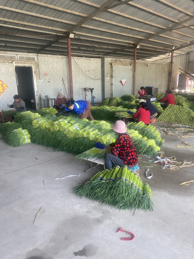 邳州精品红帽蒜苔