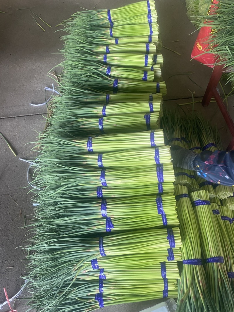 邳州精品红帽蒜苔