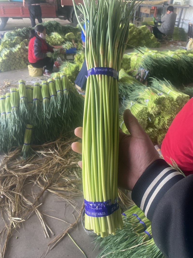 邳州精品红帽蒜苔