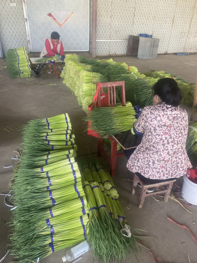 邳州精品红帽蒜苔