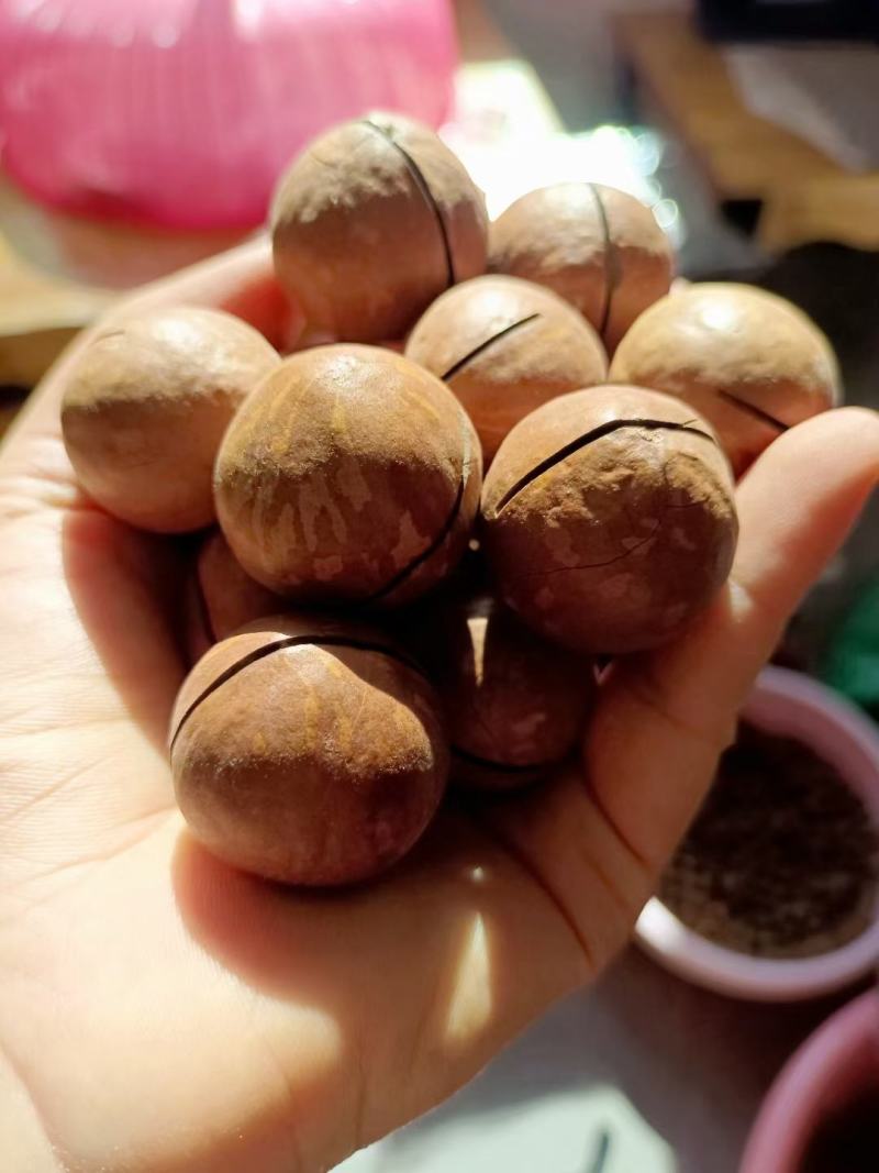我有野生的坚果花蜜，澳洲坚果开口笑，有需要的老板联系我