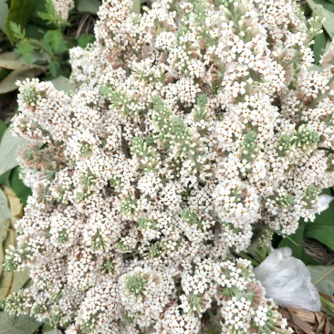 2023年密蒙花九里香小锦花黄饭花干货500g