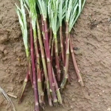 芦蒿