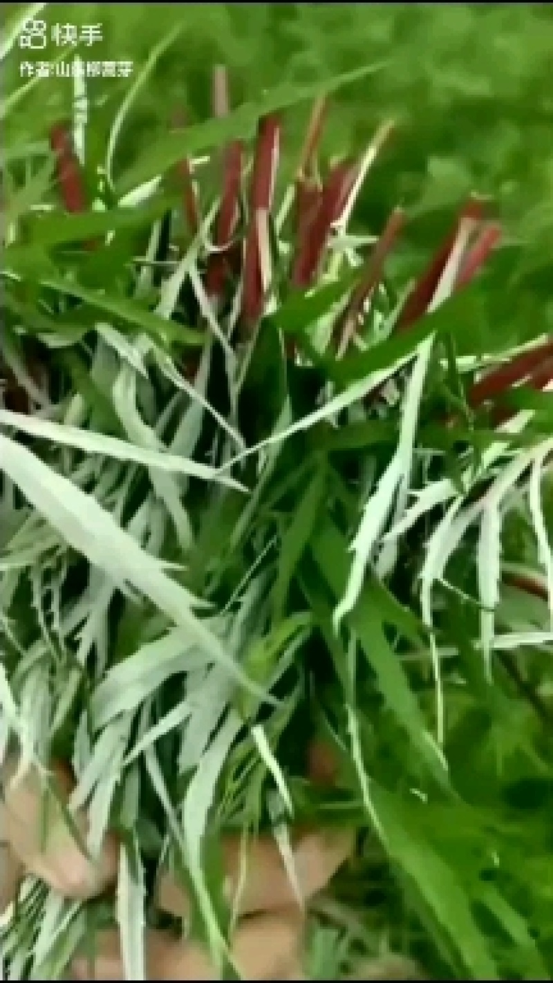 芦蒿