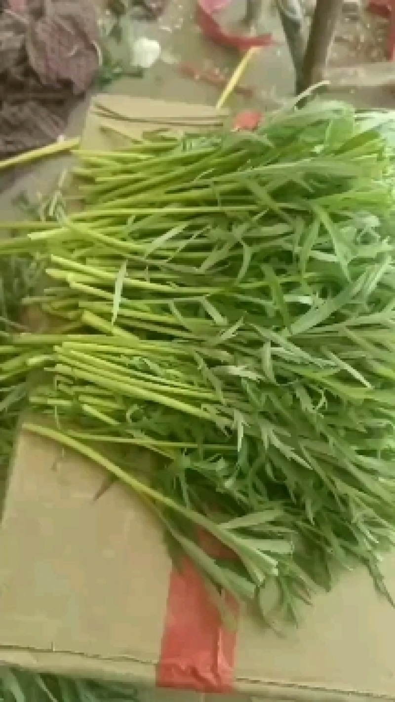 芦蒿