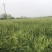 供应青贮大麦2000亩，寻找有实力老板收购。