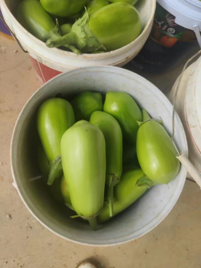 湖北青茄精品绿茄子大量上货中产地直供可供电商市场