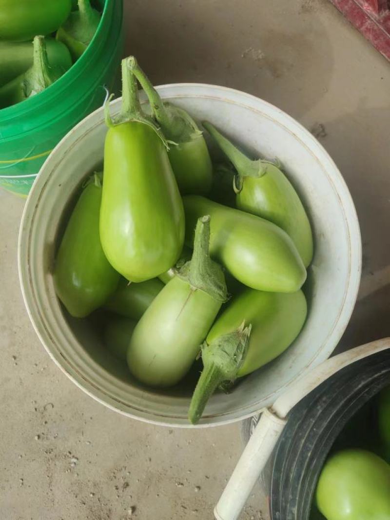 湖北青茄精品绿茄子大量上货中产地直供可供电商市场