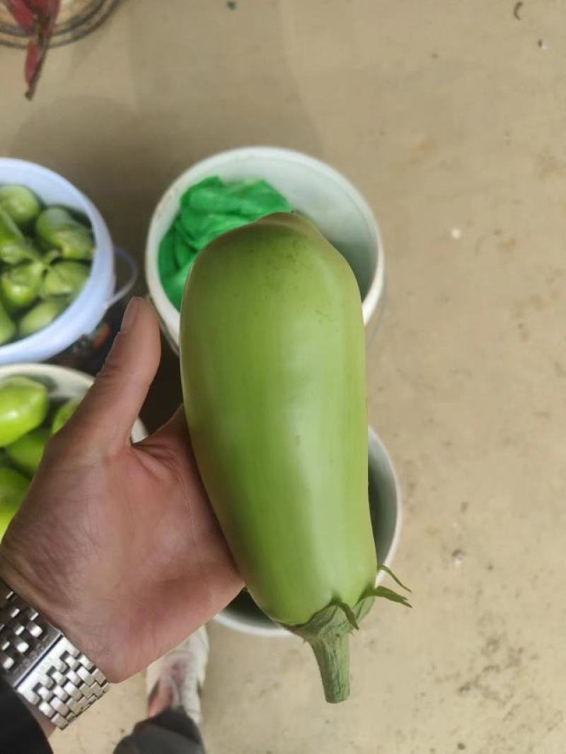 湖北青茄精品绿茄子大量上货中产地直供可供电商市场