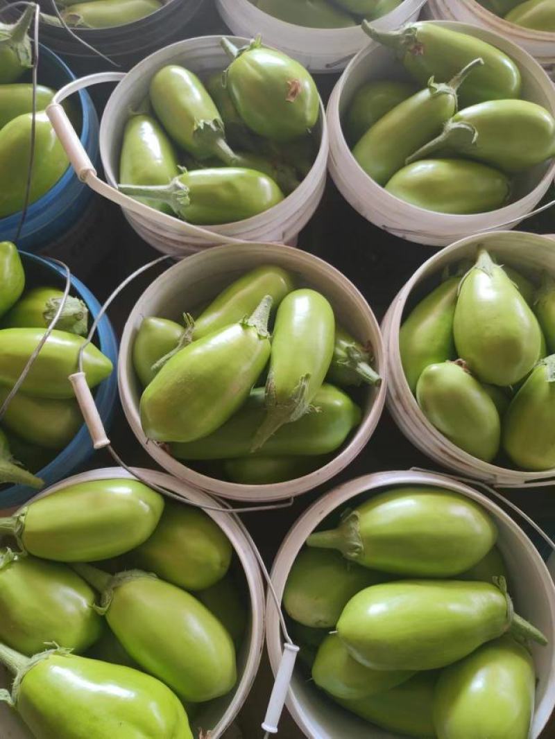 湖北青茄精品绿茄子大量上货中产地直供可供电商市场