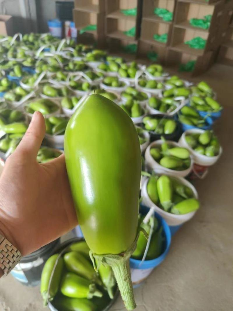 湖北青茄精品绿茄子大量上货中产地直供可供电商市场