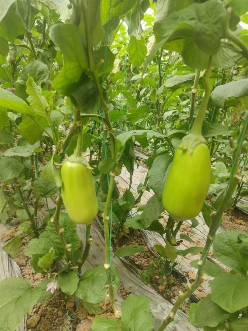 湖北青茄精品绿茄子大量上货中产地直供可供电商市场